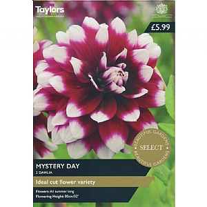 Dahlia 'Mystery Day' (2 Tubers)