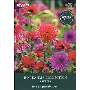 Dahlia 'Hot Collection' (4 Tubers)