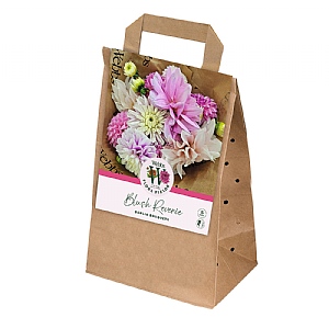 Webbs Flora Fields Dahlia 'Blush Reverie' (5 Tubers)