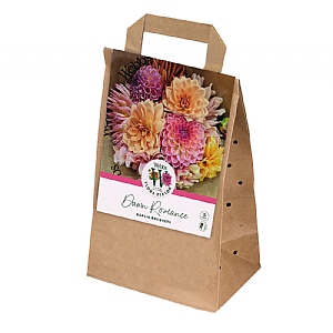 Webbs Flora Fields Dahlia 'Dawn Romance' (5 Tubers)