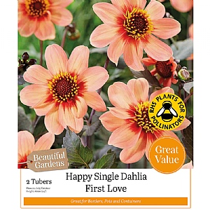Dahlia Happy Single 'First Love' (2 Tubers)