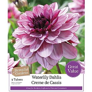 Beautiful Gardens Dahlia 'Creme De Cassis' (2 Tubers)