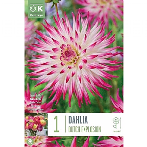 Dahlia Cactus 'Dutch Explosion' (1 Tuber)