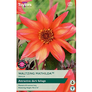 Dahlia 'Waltzing Mathilda' (1 Tuber)