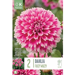 Dahlia Cactus Spider 'Fuzzy Wuzzy' (2 Tubers)