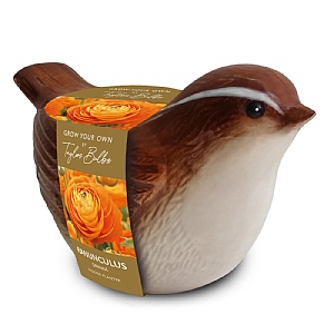 Novelty Wren Bird Planter (3  Ranunculus Bulbs)