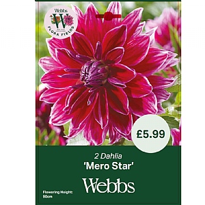 Dahlia 'Mero Star' (2 Tubers)