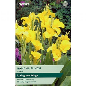 Canna 'Banana Punch' (1 Bulb)