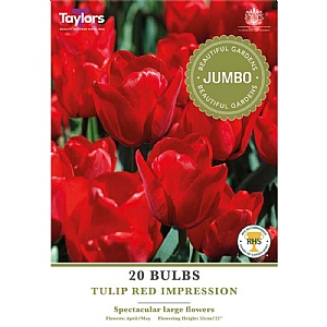 Tulip 'Red Impression' Jumbo Pack (20 Bulbs)