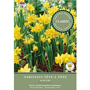 Narcissus 'Tete A Tete' (40 Bulbs)