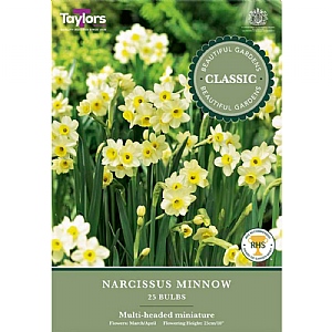 Narcissus 'Minnow' (25 Bulbs)