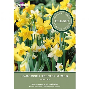 Narcissus 'Species Mixed' (25 Bulbs)