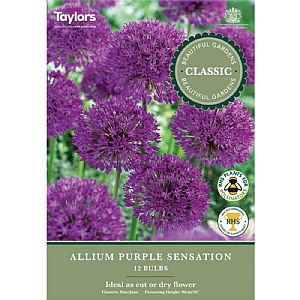 Allium 'Purple Sensation' (12 Bulbs)