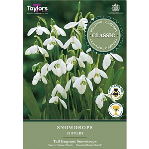 Snowdrops (12 Bulbs)