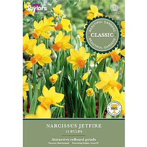Narcissi 'Jetfire' (15 Bulbs)
