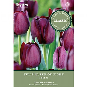 Tulip 'Queen of Night' (7 Bulbs)