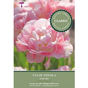 Tulip 'Finola' (8 Bulbs)