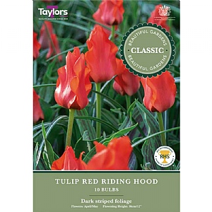 Tulip 'Red Riding Hood' (10 Bulbs)