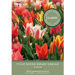 Tulip Mixed Dwarf Gregii (10 Bulbs)