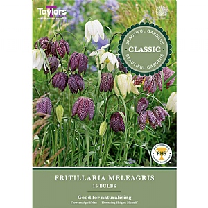 Fritillaria meleagris (15 Bulbs)