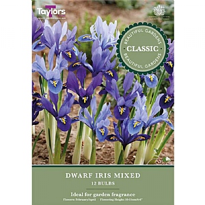 Dwarf Iris Mixed (12 Bulbs)