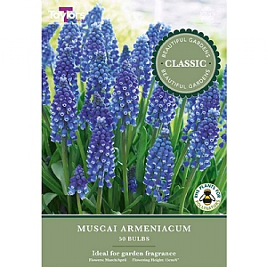 Muscari 'Armeniacum' (50 Bulbs)