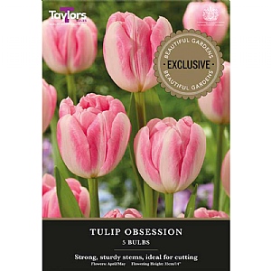 Tulip 'Obsession' (5 Bulbs)