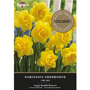 Narcissus 'Sherborne' (5 Bulbs)