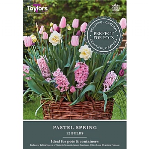 Pastel Spring Bulb Collection (12 Bulbs)