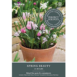 Spring Beauty Bulb Collection (25 Bulbs)