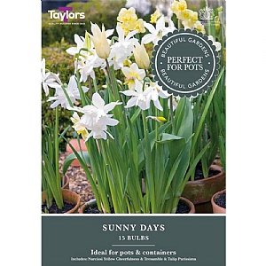 Narcissus Sunny Days Collection (15 Bulbs)