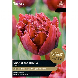 Tulip 'Cranberry Thistle' (7 Bulbs)