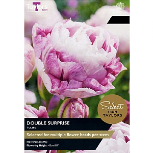 Tulip 'Double Surprise' (5 Bulbs)