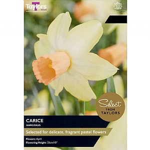 Narcissus 'Carice' (9 Bulbs)