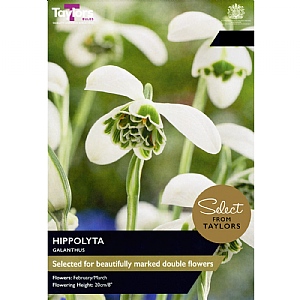 Galanthus 'Hippolyta' (6 Bulbs)