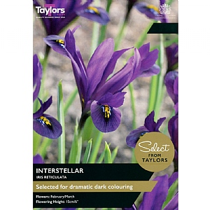 Iris reticulata 'Interstellar' (10 Bulbs)