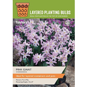 Chionodoxa 'Pink Giant' (20 Bulbs)