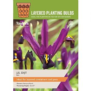 Iris reticulata 'J S Dijt' (15 Bulbs)