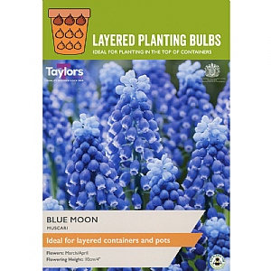Muscari 'Blue Moon' (25 Bulbs)