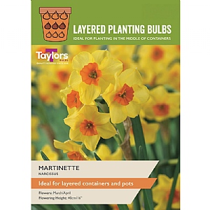 Narcissus 'Martinette' (15 Bulbs)