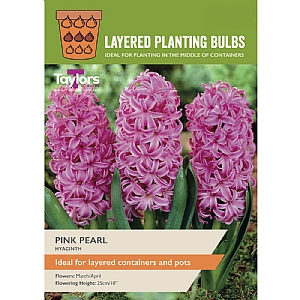 Hyacinth 'Pink Pearl' (5 Bulbs)
