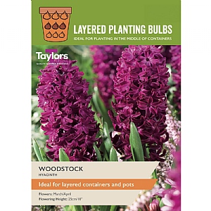 Hyacinth 'Woodstock' (5 Bulbs)