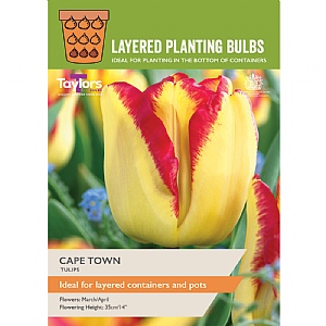 Tulip 'Cape Town' (7 Bulbs)