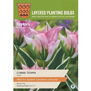 Tulip 'China Town' (7 Bulbs)