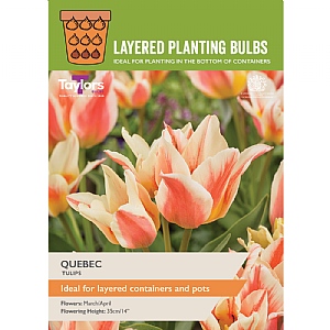 Tulip 'Quebec' (10 Bulbs)