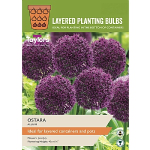 Allium 'Ostara' (9 Bulbs)