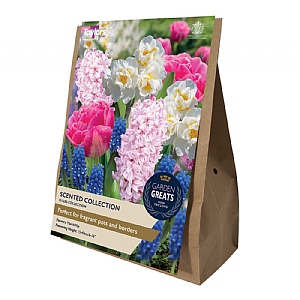 Scented Bulb Collection (35 Bulbs)