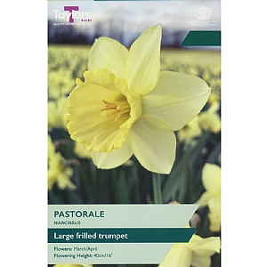 Narcissus 'Pastorale' (7 Bulbs)