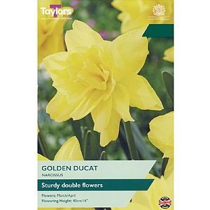 Narcissus 'Golden Ducat' (6 Bulbs)
