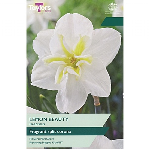 Narcissus 'Lemon Beauty' (5 Bulbs)